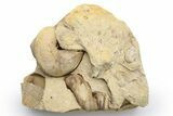 Ordovician Gastropod Fossil Association - Wisconsin #224265-1